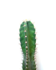 Cactus, succulent, fresh green, spikes on a white background.