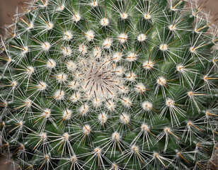Naklejka na ściany i meble cactus, succulent, houseplant close up background