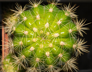 cactus, succulent, houseplant close up background