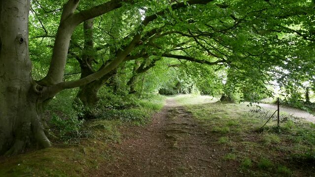 Point of view shot of walking through a forest trail with trees over hanging on a sunny day