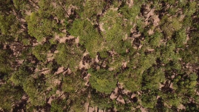 Conserved forest flora Gran Chaco Argentina aerial 