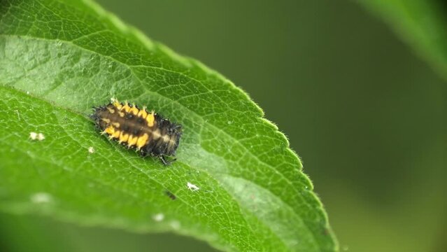 Lady bug larva pupating on green leaf