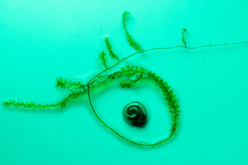 Ramshorn snail blue and green