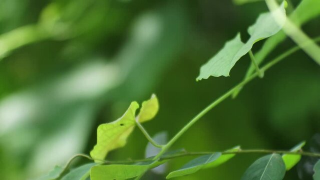 Close up of green leaves on bushes with soft sunlight shining through, HD Video.