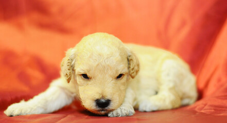 Baby poodle