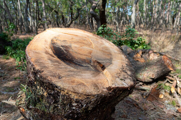 Fototapeta na wymiar sawn black pine tree trunk in nijinomatsubara forest, karatsu, japan