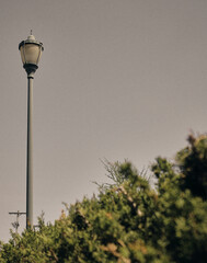 street lamp above bushes