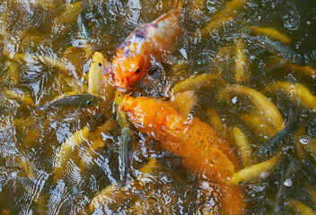 Large Koi swimming in a pond with smaller Carp