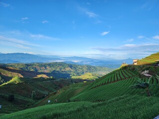 Fototapeta premium morning view at terracing shallot plantation in Majalengka, west java, Indonesia