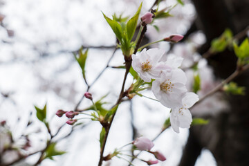 桜の枝と幹から芽吹いた新緑の葉　新しい瑞々しい葉の息吹 入学,入社,入園,卒業,新年度のイメージ