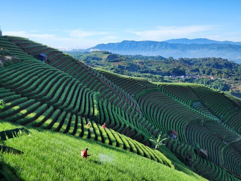 morning view at terracing shallot plantation in Majalengka, west java, Indonesia