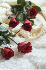 Obraz na płótnie Canvas still life red rose flowers and sweater