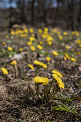 A subalpine medicinal flower yellow in detail.