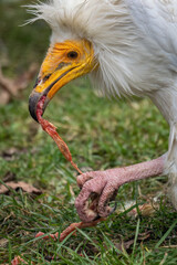 A scavenger vulture eats a piece of meat.