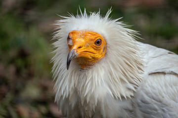 Vulture scavenger portrait outdoors in nature.