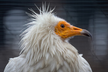 Vulture scavenger portrait outdoors in nature.
