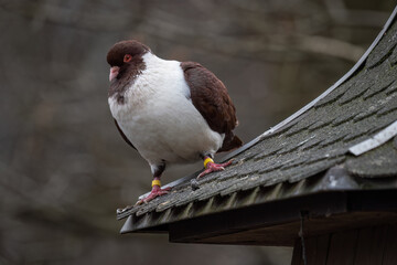 A brown domestic pigeon observes the surroundings.