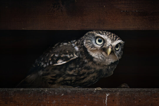 A common owl peeks out between two beams.