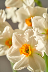 Light background of beautiful narcissus flowers.