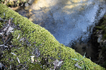 moss on the rocks next to a water