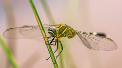 Beautiful of nature, A dragonfly on tree branch and nature blurred background, Macro shots, Insect in Thailand.