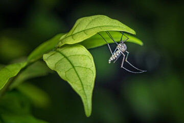 Close up a mosquito hides under green leaf, nature blurred background, macro photos, selective focus, insect Thailand.