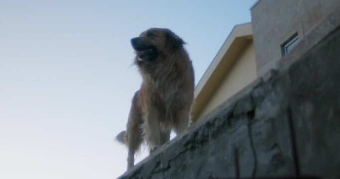 A Happy Dog walks on top of a House Wall in Slow Motion