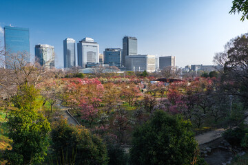 Fototapeta na wymiar 大阪府 大阪城梅林公園の春景色