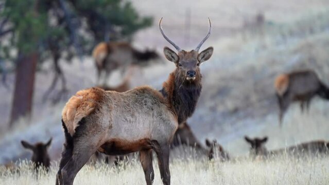 Elk male in Colorado watching over the herd.