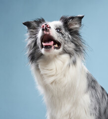 Happy dog open mouth on a blue background. Funny looking border collie. Pet in studio 