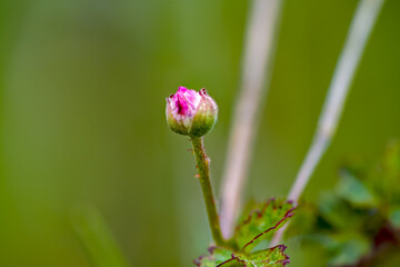Wild blackberry (Rubus)