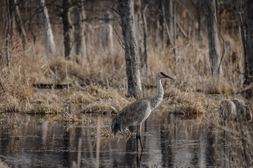 Sandhill Crane in Marsh