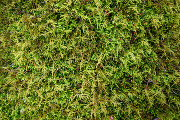 Closeup of lush green moss as a textured nature background
