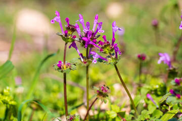 Plant species from Turkey flora.. Scientific name; .Lamium amplexicaule