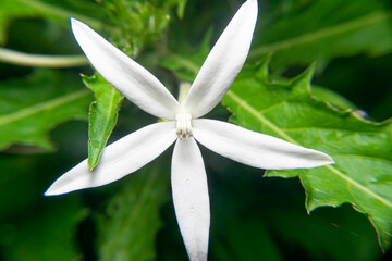 Various wild grass flowers blooming near a tropical forest. Native flora thriving in humid, natural...