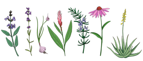 Naklejka na ściany i meble vector drawing medicinal plants, set of healing herbs, sage, lavender,garlic, echinacea, rosemary, ginger and aloe, hand drawn illustration