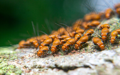 Clematoscenea sp or Psocotera  on wood