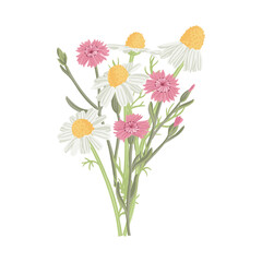 maiden pink and mayweed, bouquet of field flowers, vector drawing wild plants at white background, floral elements, hand drawn botanical illustration