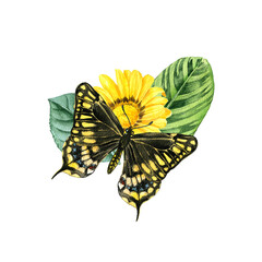 watercolor drawing black swallowtail butterfly at yellow flower and green leaves, Papilio polyxenes,hand drawn illustration