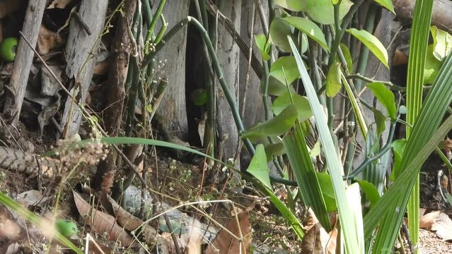 Rat snake finding for food -rat-chicken .