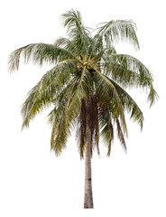 Fototapeta na wymiar Coconut palm tree isolated on white background, clipping path