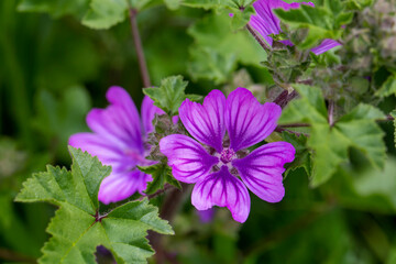 Wild flower; Scientific name: malva sylvestris