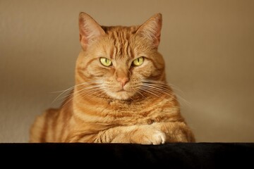 Obraz premium Disdainful, imperious red tabby cat