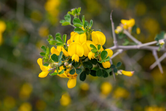 Wild yellow flower, scientific name; Cytisus spinosus or Hippocrepis emerus