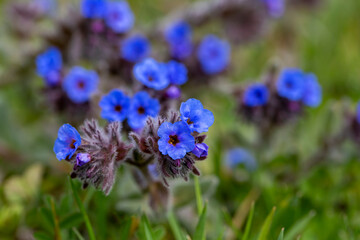 Wild plant in nature bloomed blue color. Scientific name; Alkanna matthioli