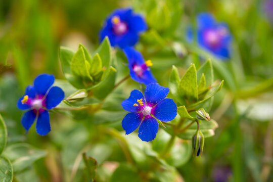 Wild flower in blue color. Scientific name; Lysimachia foemina