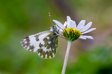 A beautiful butterfly on the flower in spring. Scientific name; Pontia edusa - Eastern Bath White