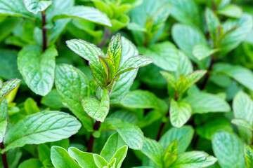 Green fresh organic mint in the garden.