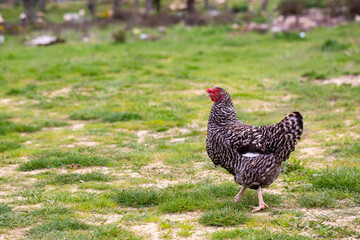 Black and white speckled chicken. Chicken walking in green grass in nature.