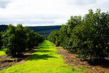 Fototapeta na wymiar Organic Avocado Plantation - Western Australia